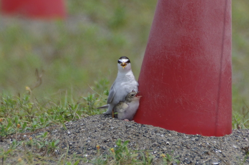 d0181081_3163049.jpg