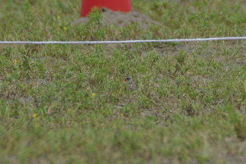 d0181081_3172611.jpg
