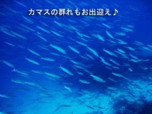 仲良しファミリーとナイスダイ~ブ♪_f0144385_2202756.jpg