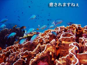 仲良しファミリーとナイスダイ~ブ♪_f0144385_2204453.jpg