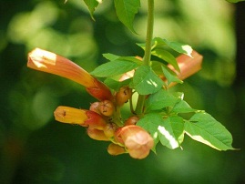 夏の植物園　♪♪　向島百花園　♪♪_b0175688_1617255.jpg