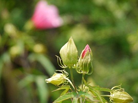 夏の植物園　♪♪　向島百花園　♪♪_b0175688_1619023.jpg