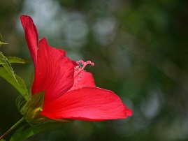 夏の植物園　♪♪　向島百花園　♪♪_b0175688_16194392.jpg