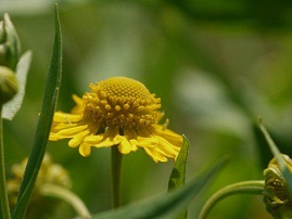 夏の植物園　♪♪　向島百花園　♪♪_b0175688_16254565.jpg