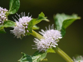 夏の植物園　♪♪　向島百花園　♪♪_b0175688_16274338.jpg