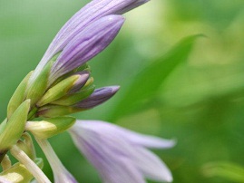 夏の植物園　♪♪　向島百花園　♪♪_b0175688_16341514.jpg