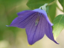 夏の植物園　♪♪　向島百花園　♪♪_b0175688_16391891.jpg