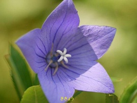 夏の植物園　♪♪　向島百花園　♪♪_b0175688_1639455.jpg