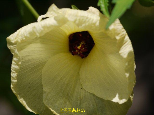 夏の植物園　♪♪　向島百花園　♪♪_b0175688_1645789.jpg