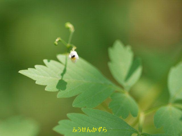 夏の植物園　♪♪　向島百花園　♪♪_b0175688_16484150.jpg