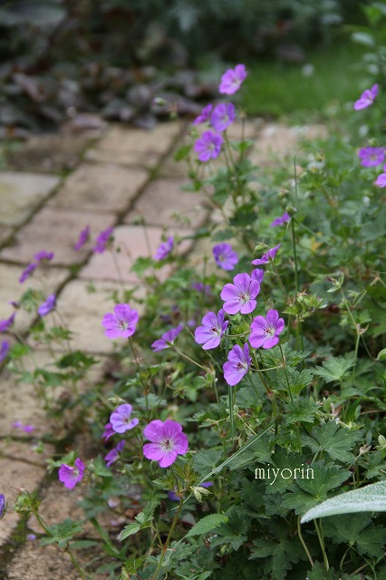 今時の娘達　　さるすべりと庭の花♪_a0123003_1042815.jpg