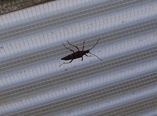 オオヨツスジハナカミキリ_c0116915_0154159.jpg