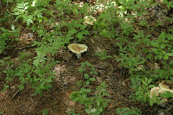 f0012718_956567.jpg