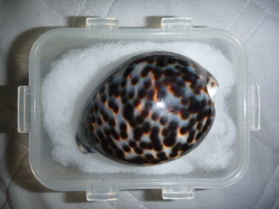 ホシダカラガイ Amazon.co.jp: 断熱 UV フロントガラス キャリイトラック DA63T DA65T