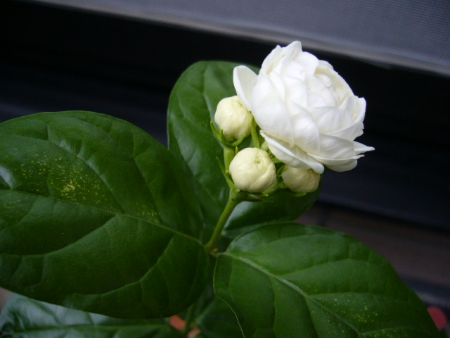d0000324_14144221.jpg