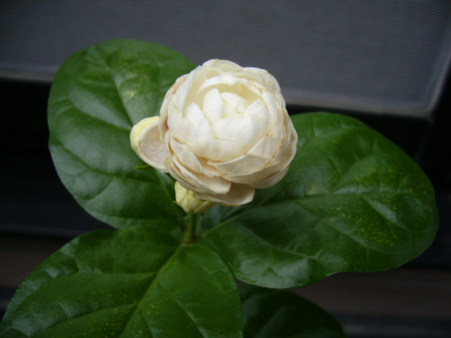 d0000324_14151926.jpg