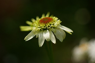 f0170524_21531113.jpg