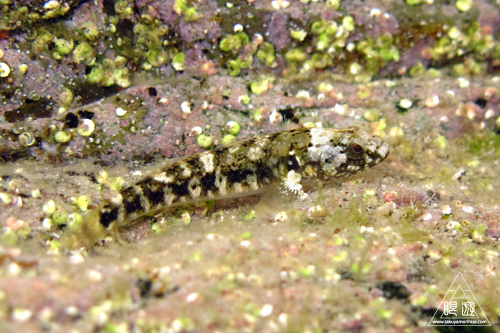c0211532_22525086.jpg