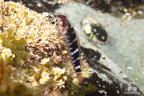 c0211532_2333741.jpg