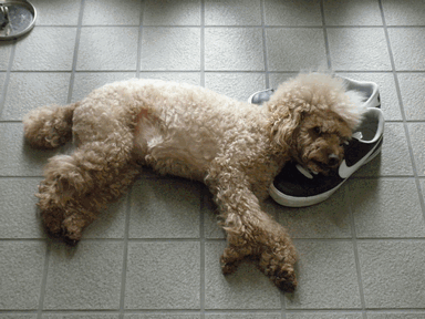 c0136736_17241220.gif