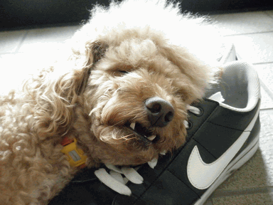 c0136736_17262884.gif