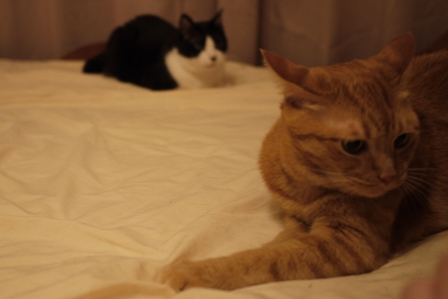 しわ伸ばし猫 空しぇるろった編。_a0143140_21111689.jpg