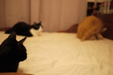 しわ伸ばし猫 空しぇるろった編。_a0143140_2185855.jpg