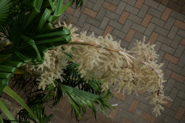 ワシントンヤシ 花 色いろー１ ニチニチソウ 風に吹かれて