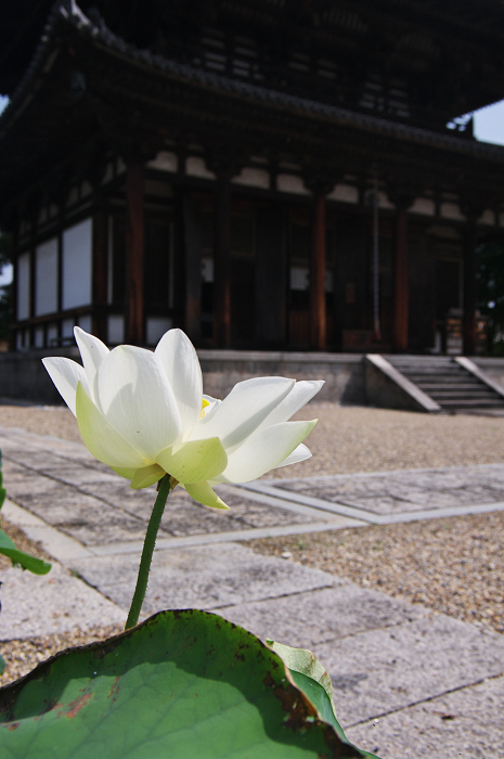 蓮咲く喜光寺_f0155048_2201120.jpg