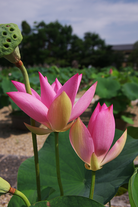 蓮咲く喜光寺_f0155048_2201330.jpg