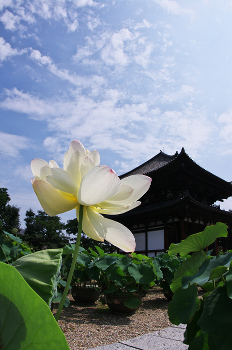 蓮咲く喜光寺_f0155048_220164.jpg