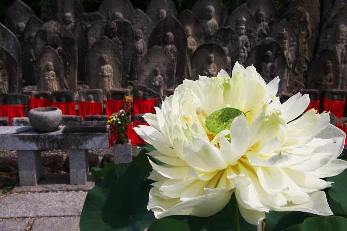 蓮咲く喜光寺_f0155048_2201861.jpg