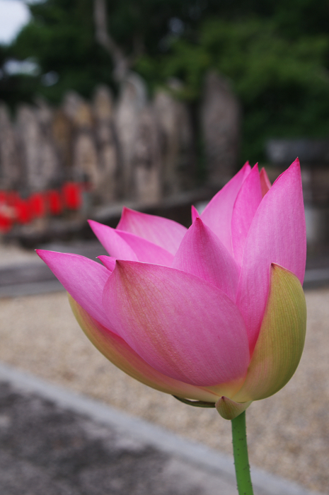 蓮咲く喜光寺_f0155048_2202770.jpg