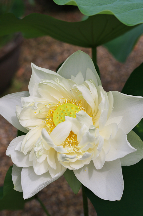 蓮咲く喜光寺_f0155048_2205567.jpg