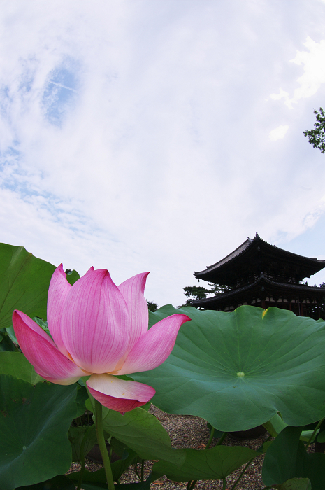 蓮咲く喜光寺_f0155048_2205834.jpg