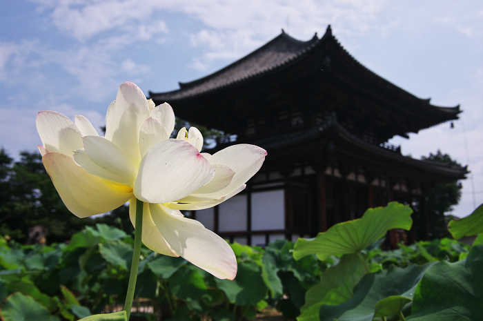 蓮咲く喜光寺_f0155048_220752.jpg