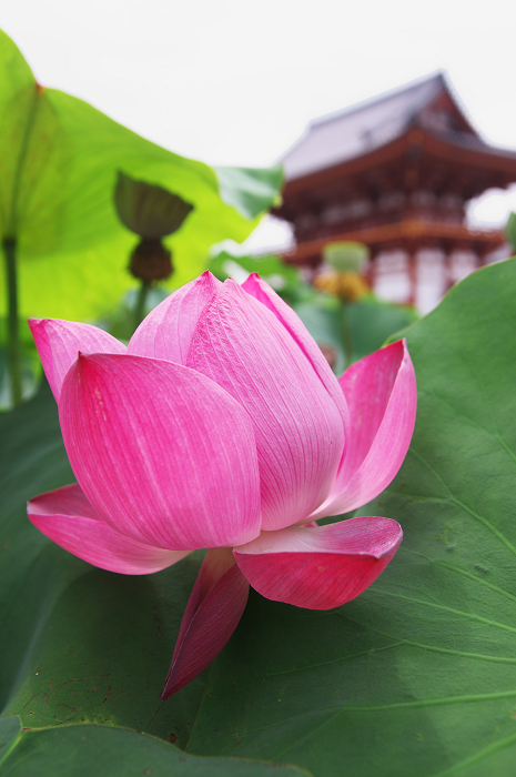 蓮咲く喜光寺_f0155048_2212951.jpg