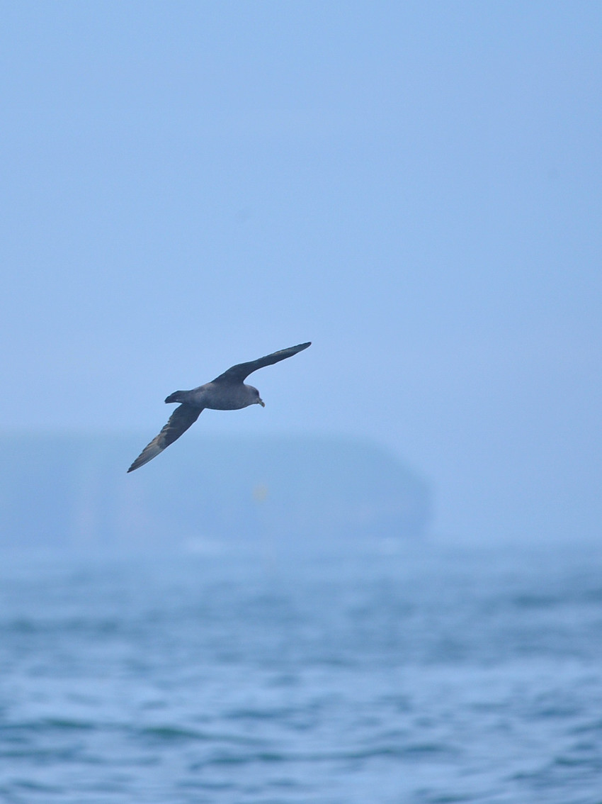 落石クルーズ その１ フルマカモメ Birding In Japan