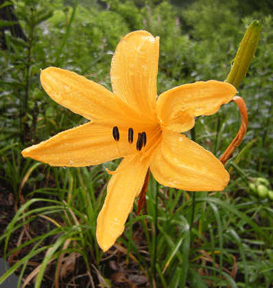 a0001354_094233.gif