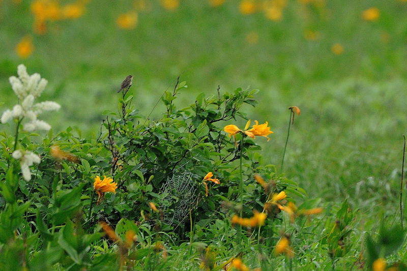 d0099854_238318.jpg