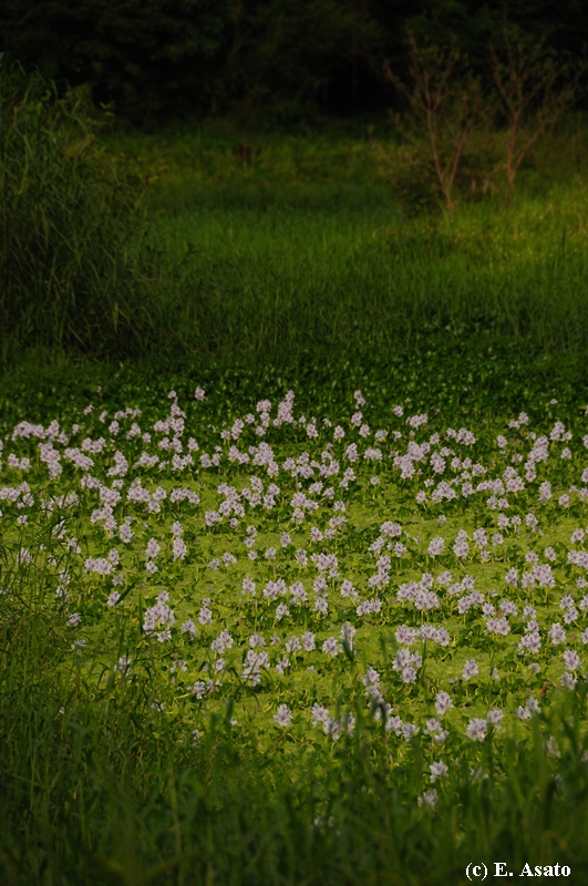 d0161554_11313.jpg