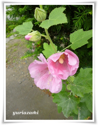 コケコッコの花 はあと ドキドキ らいふ