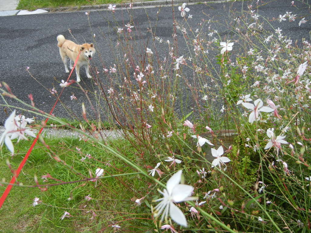 7月27日(水)今日は雨、で、涼しいです!_f0060461_10372556.jpg