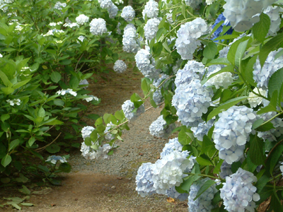 c0050264_141059.jpg