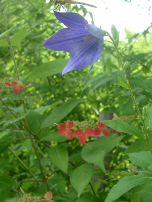 c0050264_1464060.jpg