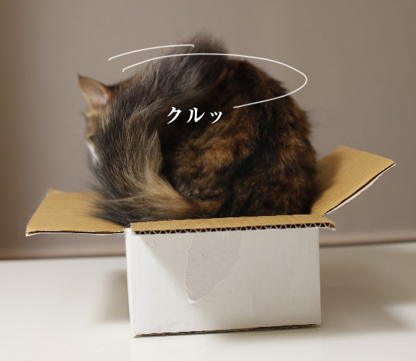 ひとりハコ猫_a0169366_2356182.jpg