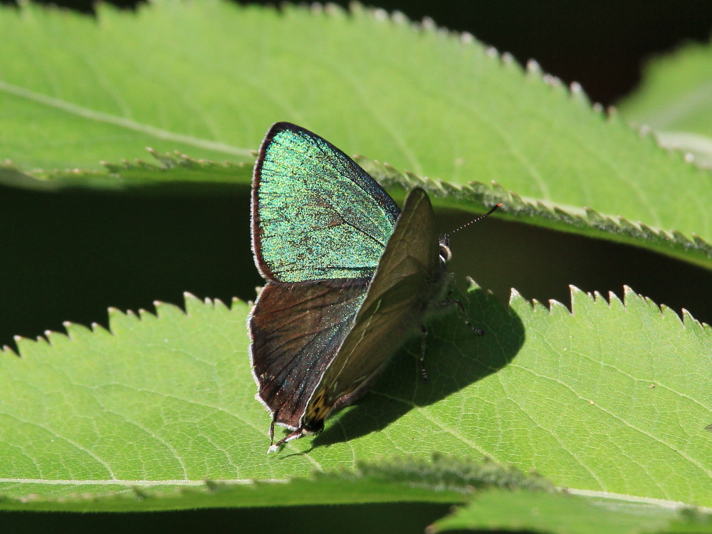 a0146869_47711.jpg
