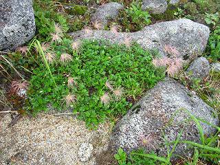 高山植物お花畑_b0075371_015012.jpg