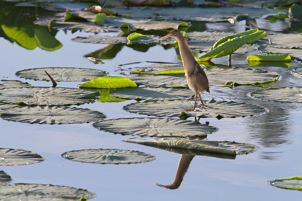 夏の朝は湖が一番_d0125872_020316.jpg