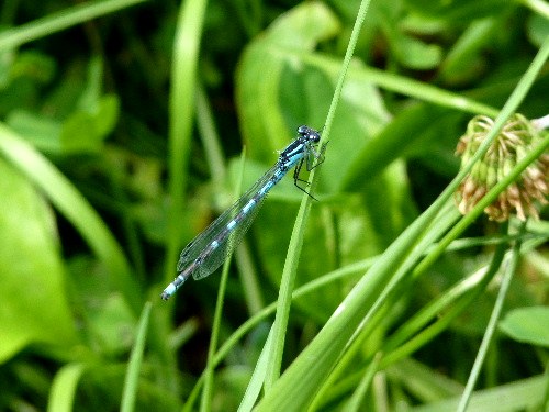 イトトンボとルリシジミ、そして夏の花_d0084473_19515072.jpg